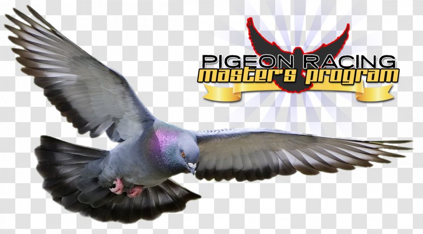 Columbidae Racing Homer Homing Pigeon Bird Squab - Rock Dove Transparent PNG
