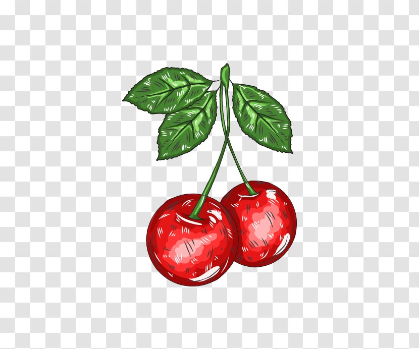 Cherry Cartoon Adobe Illustrator - Plant - Hand-painted Transparent PNG