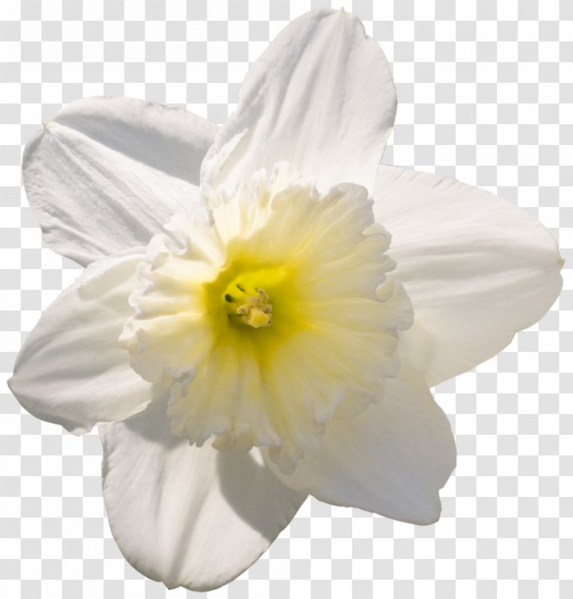 Narcissus - Plant - Daffodil Transparent PNG