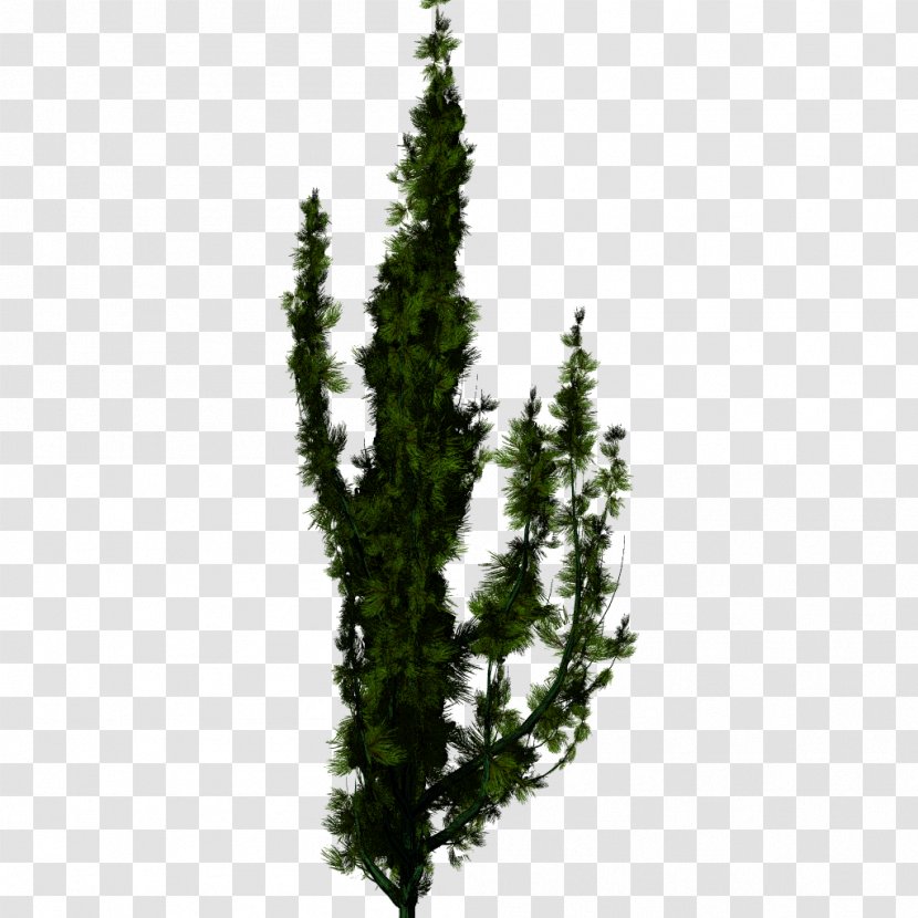 Spruce Tree English Yew Fir - Plant - Perfect Blend Transparent PNG