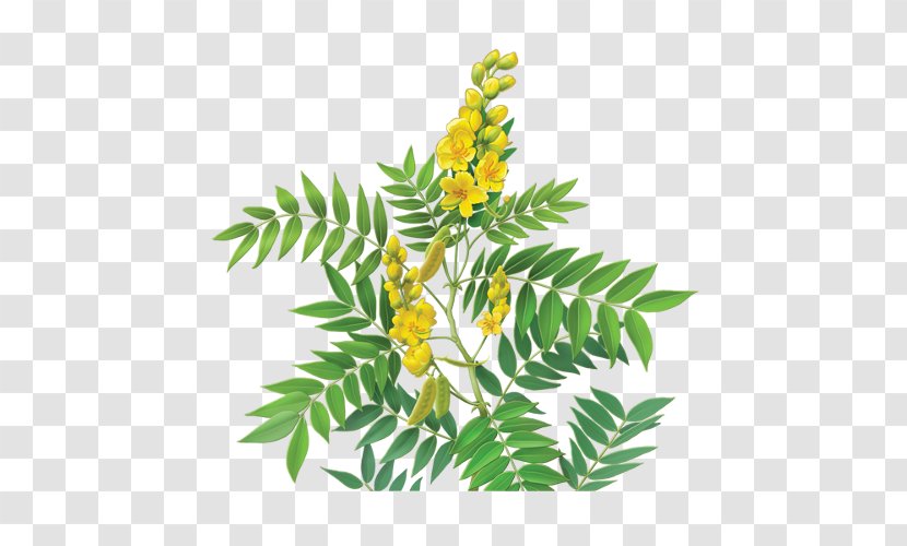 Alexandrian Senna Tea Dietary Supplement Glycoside Herb - Leaf Transparent PNG