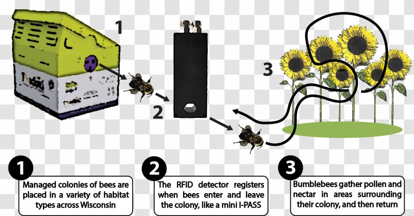 Bumblebee Diagram Radio - Tree - Bee Transparent PNG