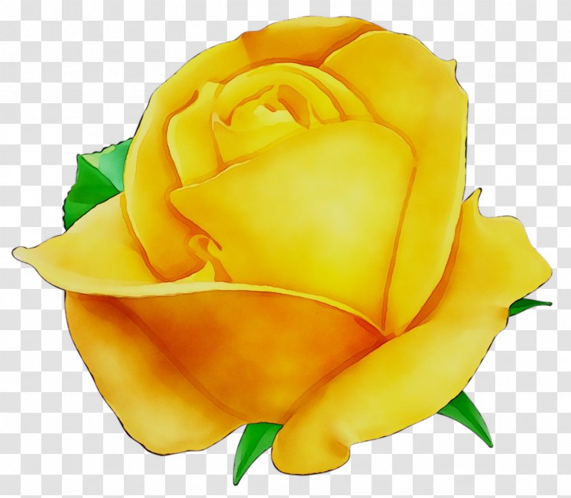 Garden Roses Clip Art Image Yellow - Flower - Floribunda Transparent PNG