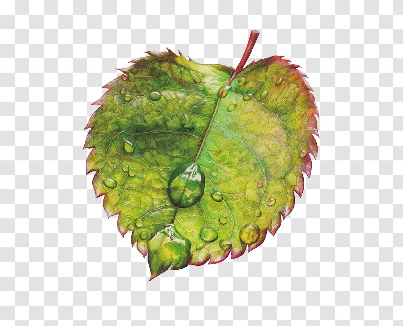 Watercolor Leaves - Heart - Organism Transparent PNG