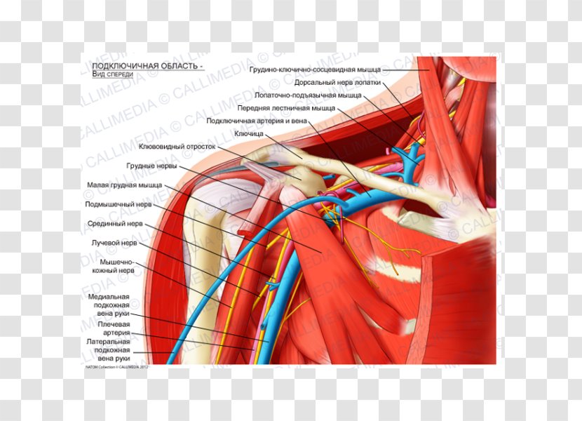 Infraclavicular Fossa Subclavian Artery Anatomy Brachial Plexus Supraclavicular - Watercolor - Arm Transparent PNG