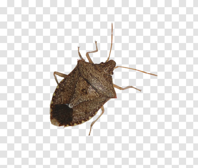 Beetle Brown Marmorated Stink Bug True Bugs Nysius Pest - Arthropod Transparent PNG