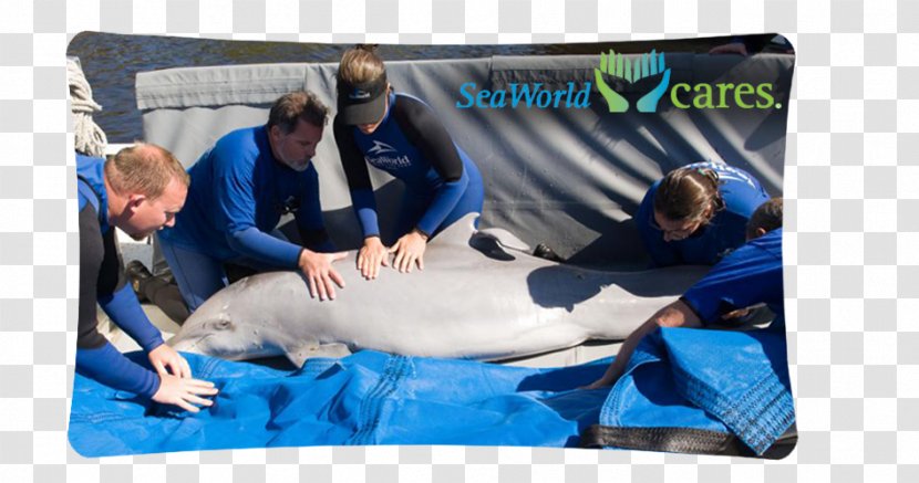 SeaWorld Orlando Common Bottlenose Dolphin Parks & Entertainment - Pillow Transparent PNG
