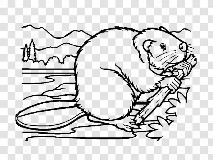Beaver Whiskers Coloring Book Drawing - Tree Transparent PNG
