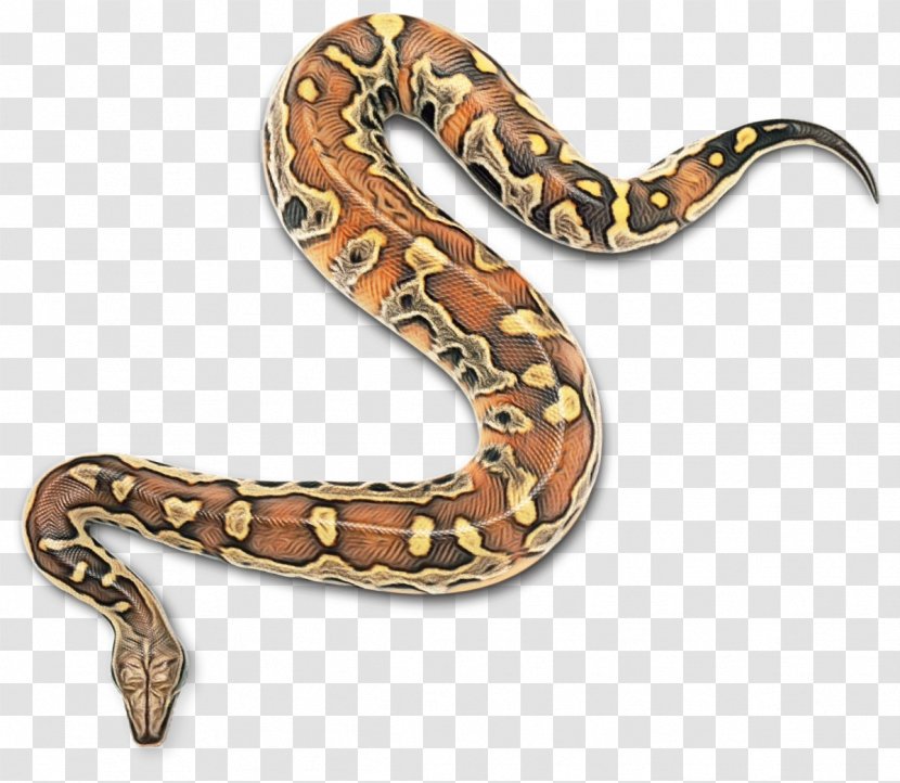 Snake Cartoon - Serpent - Colubridae Burmese Python Transparent PNG