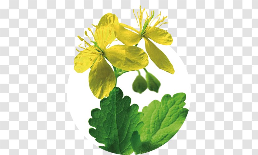 Greater Celandine Iberogast Herb Therapy Medicinal Plants - Herbalism - Health Transparent PNG