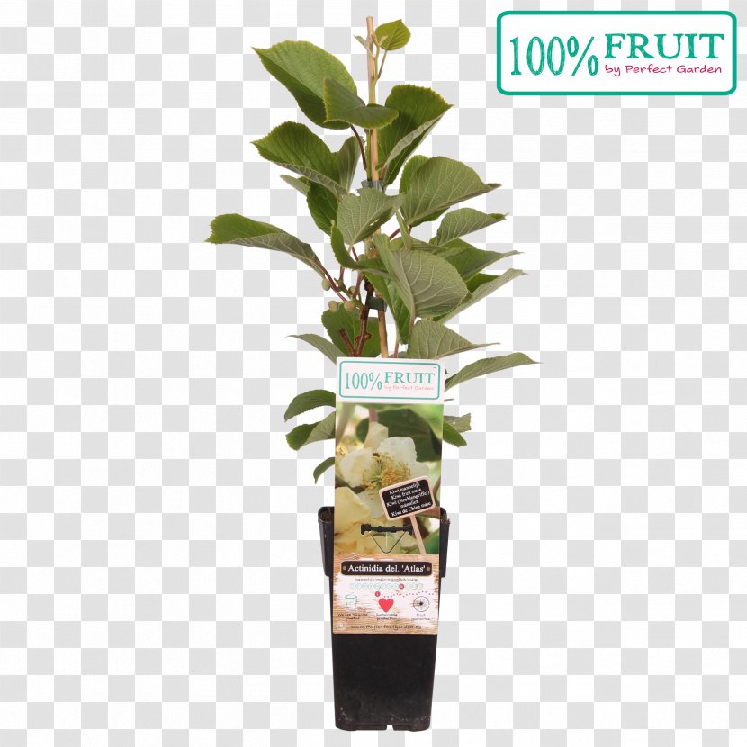 Kiwifruit Actinidia Deliciosa Plant 20th Century Seed Transparent PNG