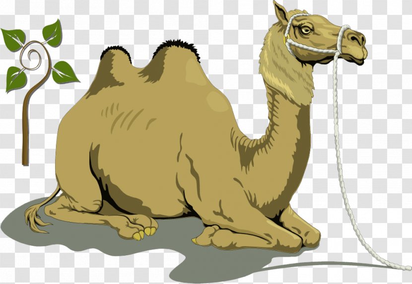 Bactrian Camel Dromedary Free Content Clip Art - Fauna - Creative Transparent PNG