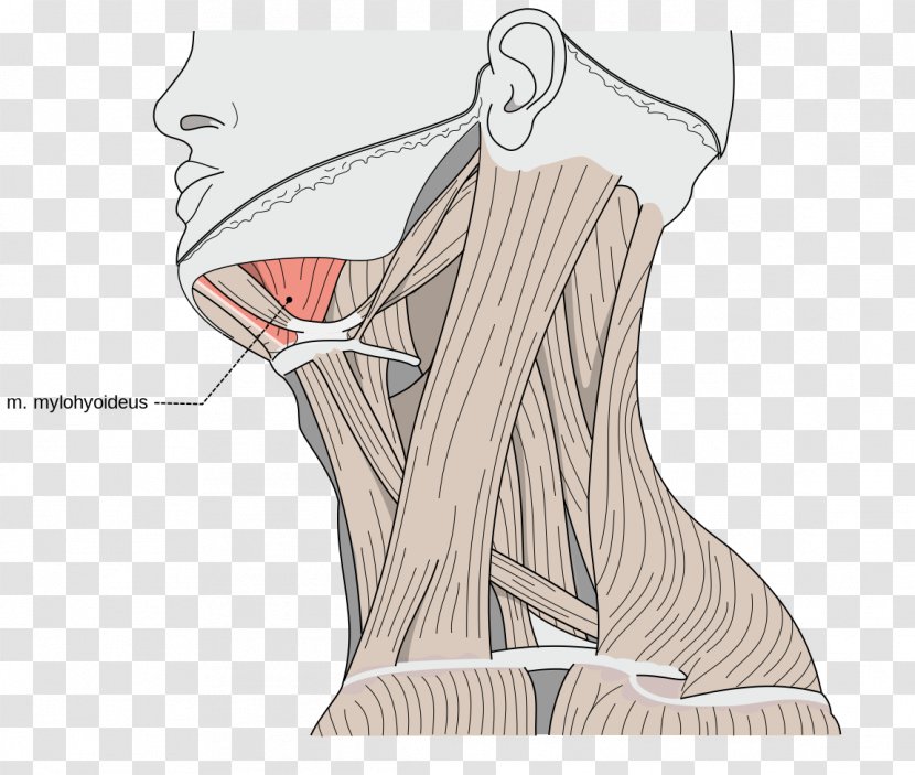 Mylohyoid Muscle Digastric Stylohyoid Hyoid Bone Omohyoid - Cartoon - Muscles Transparent PNG