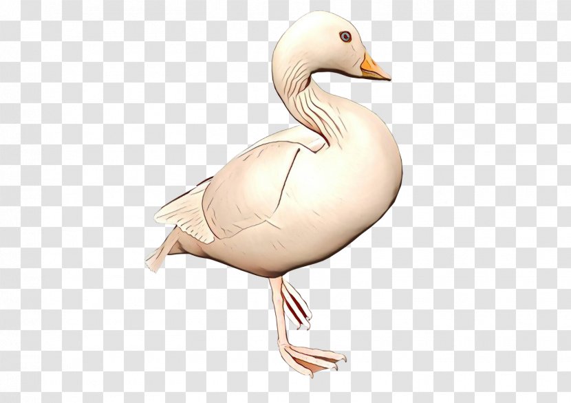 Snow Background - Duck - Livestock Goose Transparent PNG