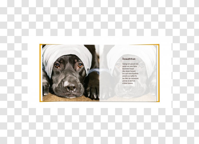 Labrador Retriever Leash Dog Breed Collar - Mini Session Transparent PNG