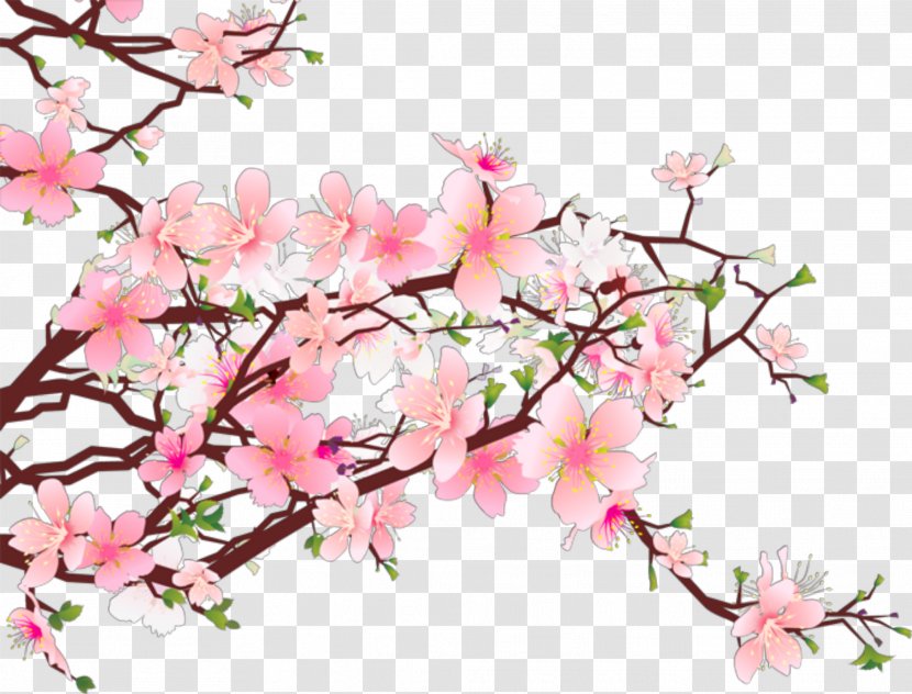 Clip Art Cherry Blossom Transparent PNG