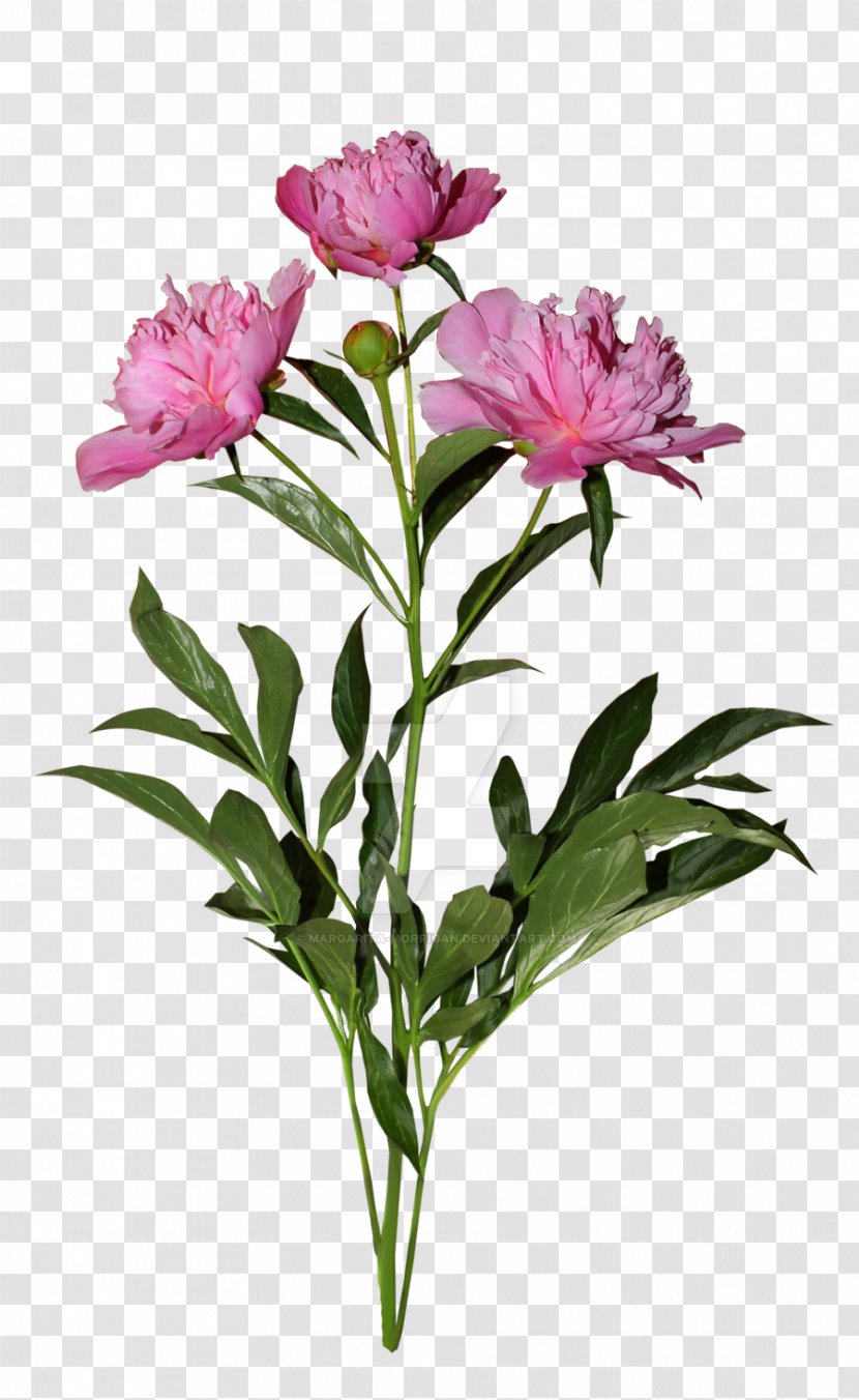 Flower Common Daisy Plant Animation - Stem - Subshrubby Peony Transparent PNG