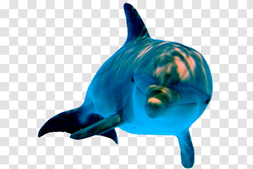 Dolphin Sea Body Of Water Puppy Marine Mammals - Psd Transparent PNG
