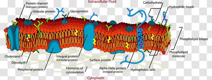 Cell Membrane Biological Lipid Bilayer - Aquaporin - Biology Transparent PNG