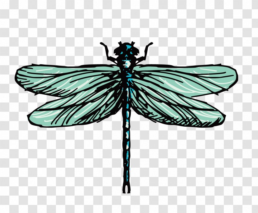 Drawing Dragonfly Illustration - Printmaking Transparent PNG