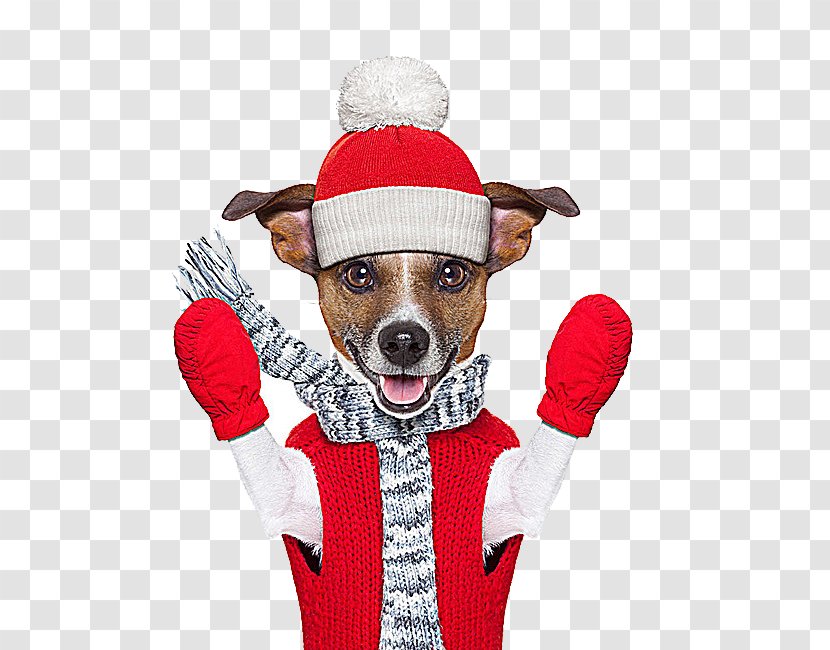 Jack Russell Terrier Winter Stock Photography Royalty-free - Dog - Christmas Puppy Transparent PNG