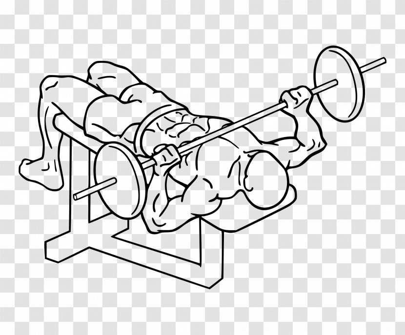 Bench Press Physical Exercise Barbell Weight Training - Tree Transparent PNG