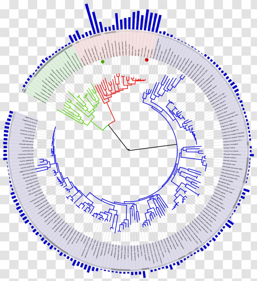 Genome Size Tree Of Life Phylogenetic Evolution - Timeline Transparent PNG