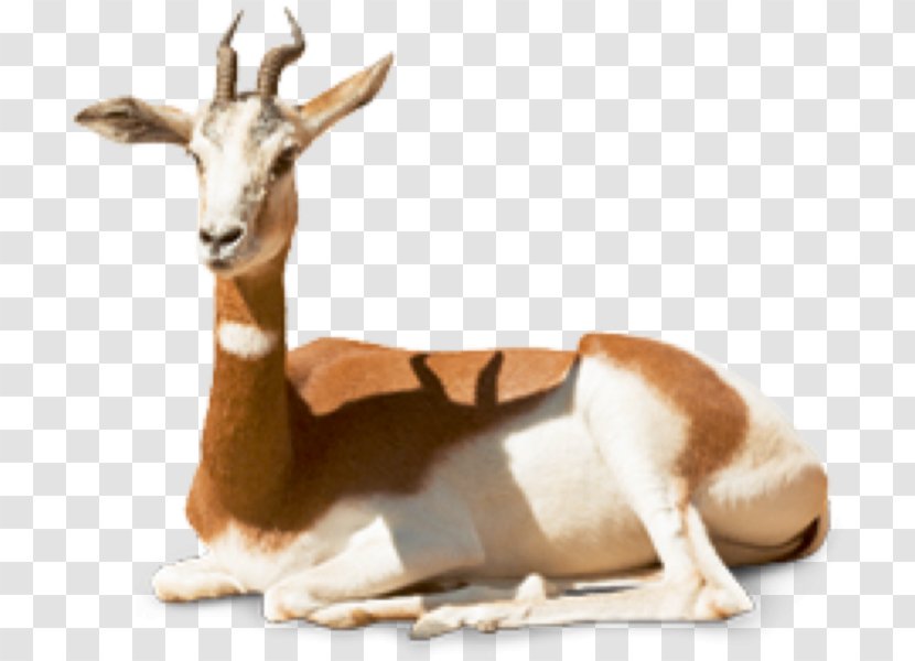 Springbok Dama Gazelle Gazella Mhorr Impala Transparent PNG