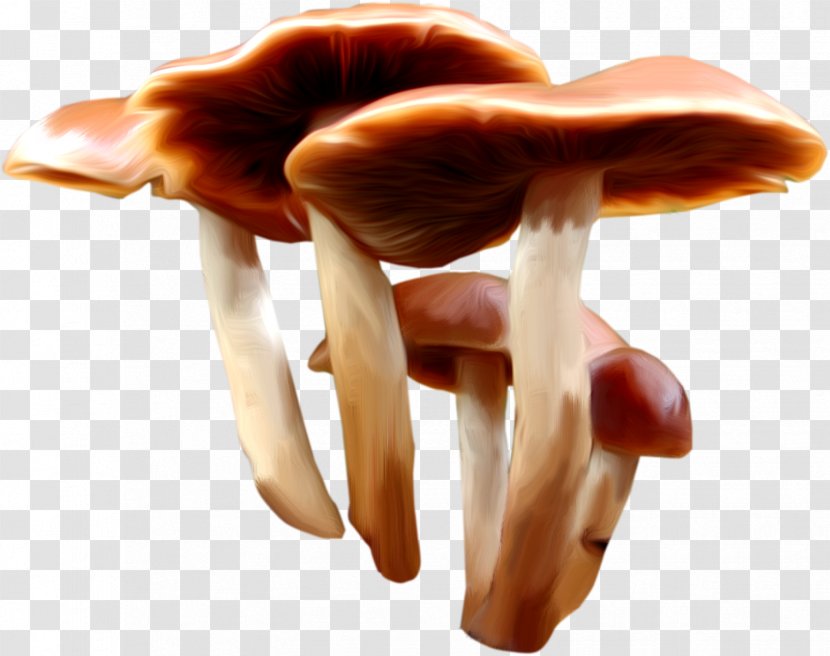 Mushroom Fungus Gratis - Hand Transparent PNG