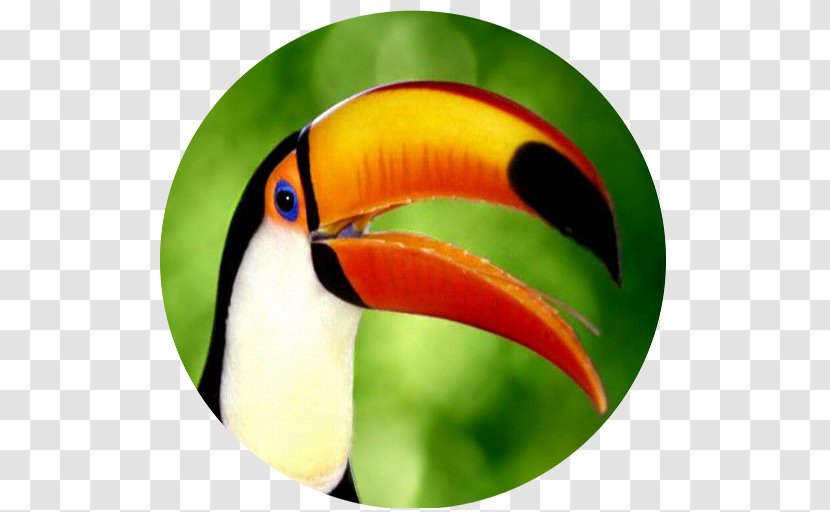 Bird Toucan Cat Dog Feather - Pet Transparent PNG