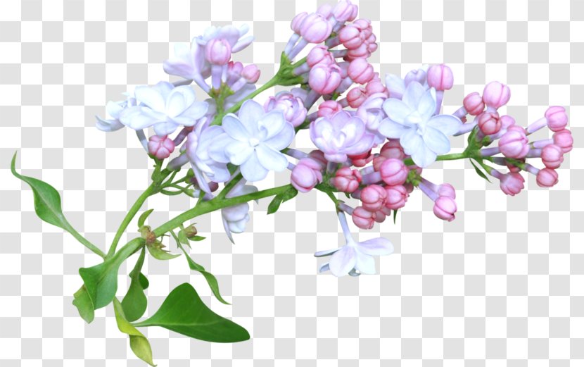 Watercolor Painting Flower Design Image - Farewelltospring Clarkia Amoena Transparent PNG