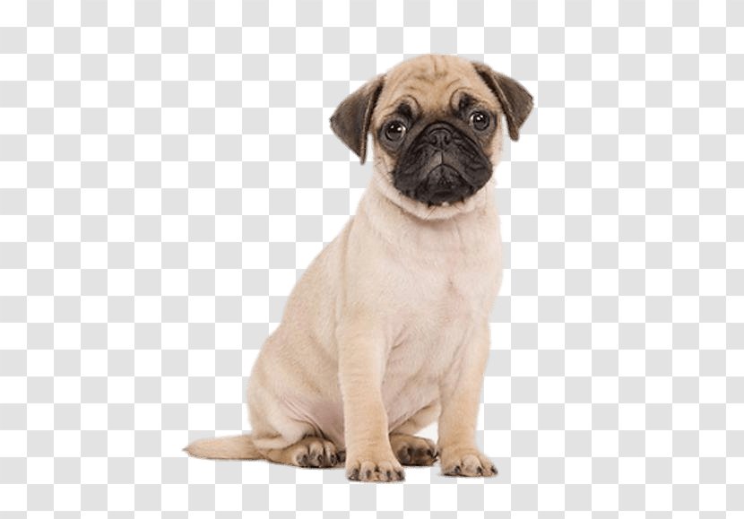 Pug Puppy Kitten Cat Cupcake - Vertebrate Transparent PNG