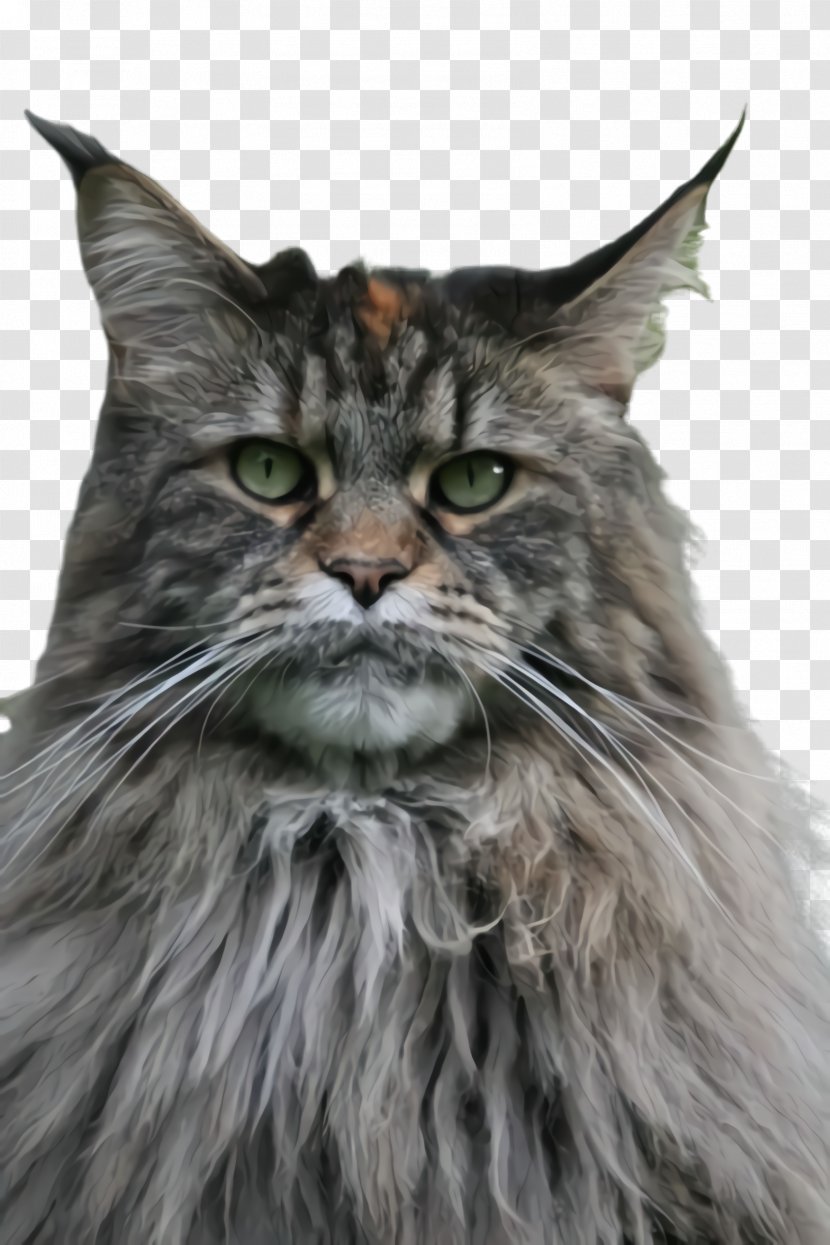 Cat Small To Medium-sized Cats Whiskers Domestic Long-haired Maine Coon - Norwegian Forest Transparent PNG