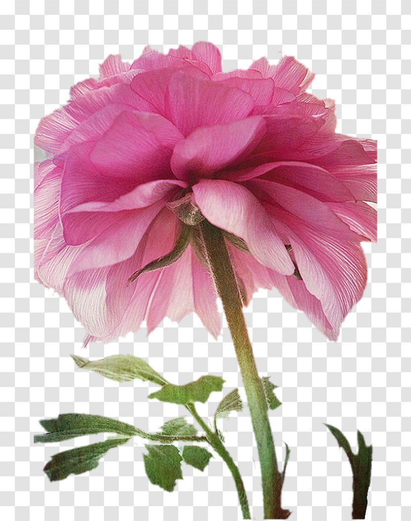 Peony Centifolia Roses Pink Flower Magenta - Flowering Plant - Flowers Transparent PNG