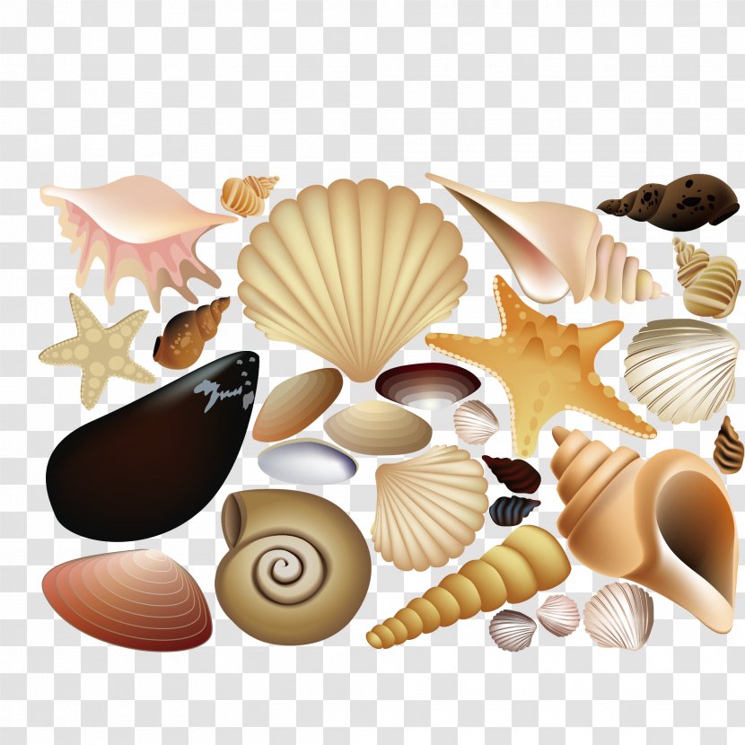 Seashell Euclidean Vector Drawing Illustration - Nautilida - Shellfish Shells Collection Transparent PNG