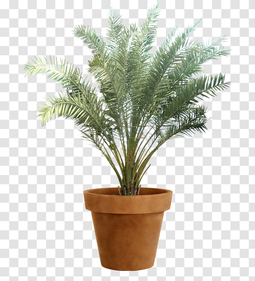 Date Palm Phoenix Sylvestris Arecaceae Plant Tropics - Tree - Dactylifera Transparent PNG