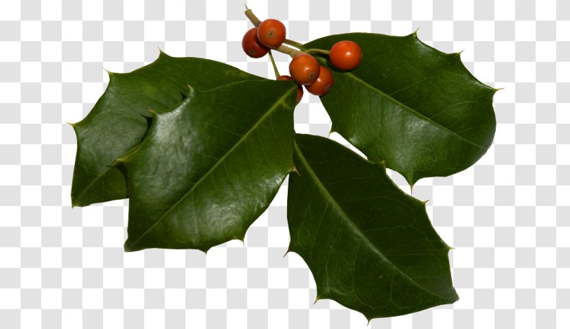 Holly Aquifoliales Web Page Christmas Clip Art - Holiday Transparent PNG