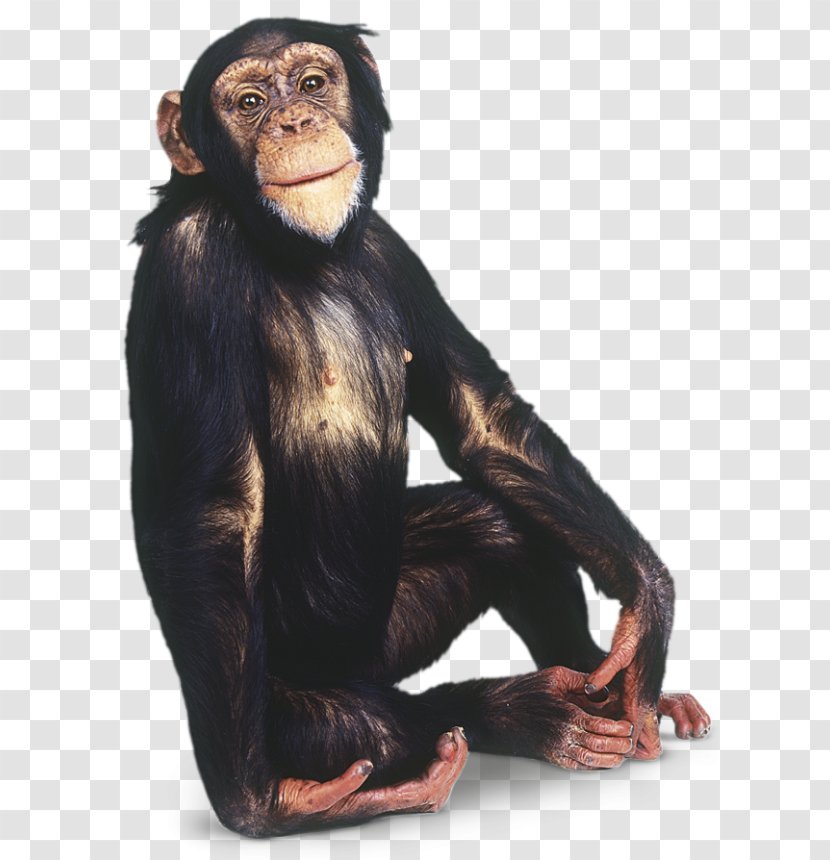 Chimpanzee Gorilla Primate Monkey - Bonobo Transparent PNG