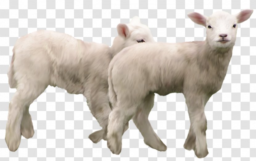 Goat Sheep Clip Art - Goats - Lambs Clipart Picture Transparent PNG