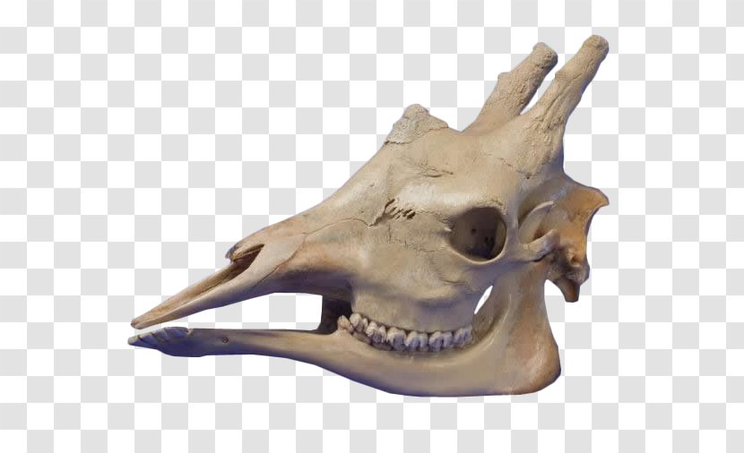 Skull Giraffe Clip Art Skeleton Stock Photography Transparent PNG