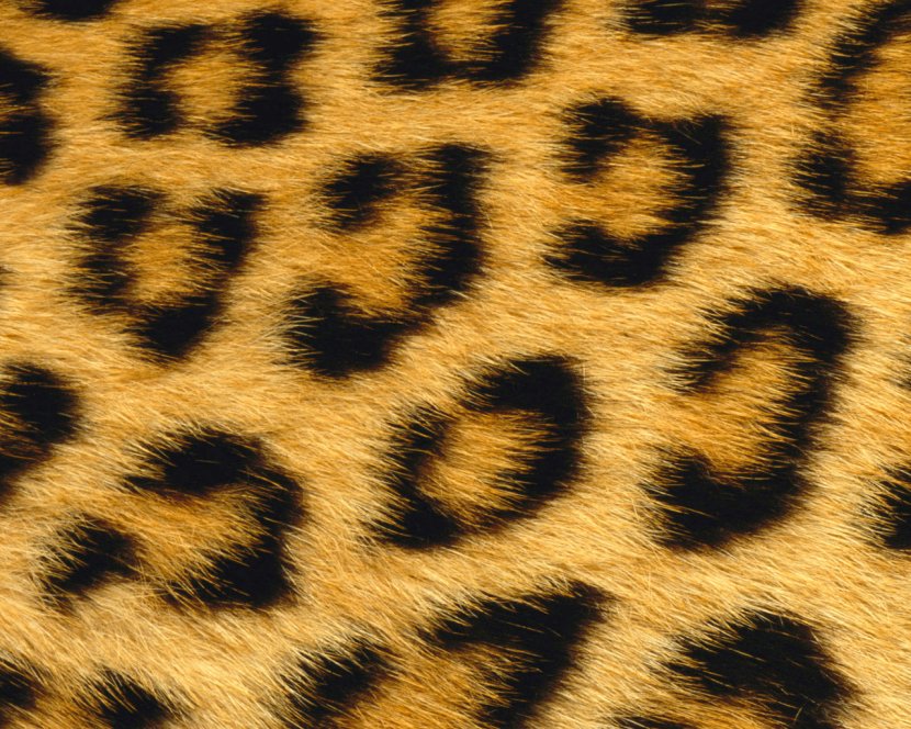 Giraffe Leopard Skin Animal Fur - Big Cat Transparent PNG