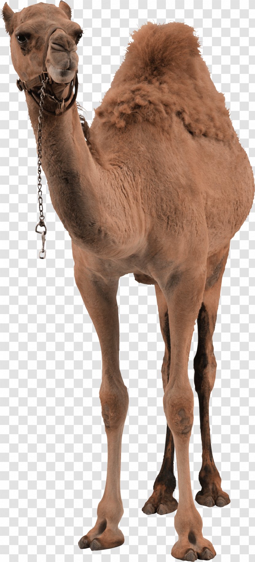 Bactrian Camel Dromedary - Fur - Image Transparent PNG