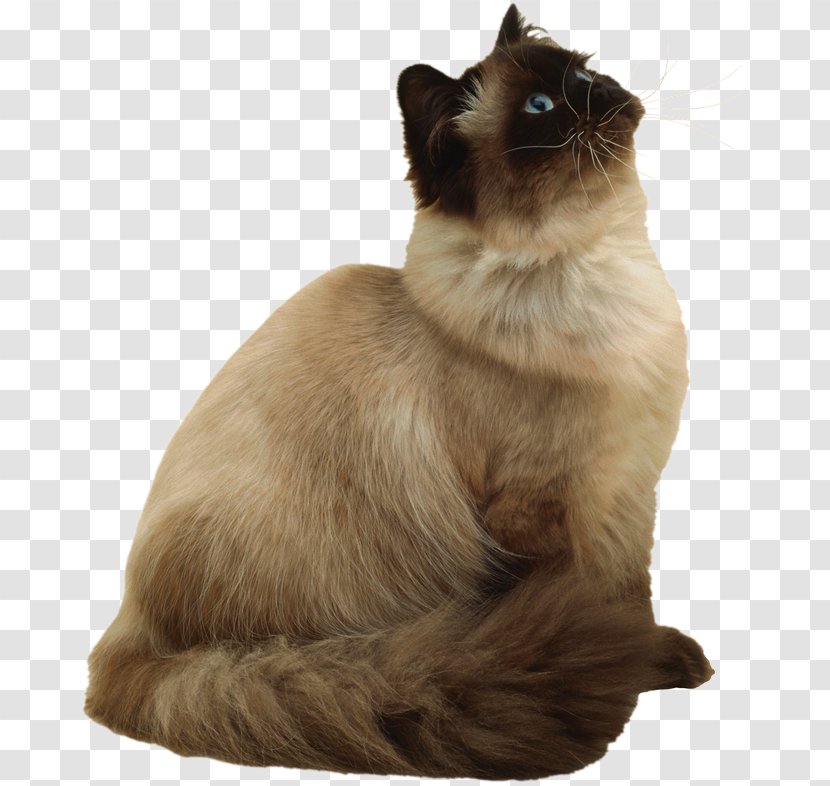 Siamese Cat Birman Balinese Thai Burmese - Paw - Like Mammal Transparent PNG