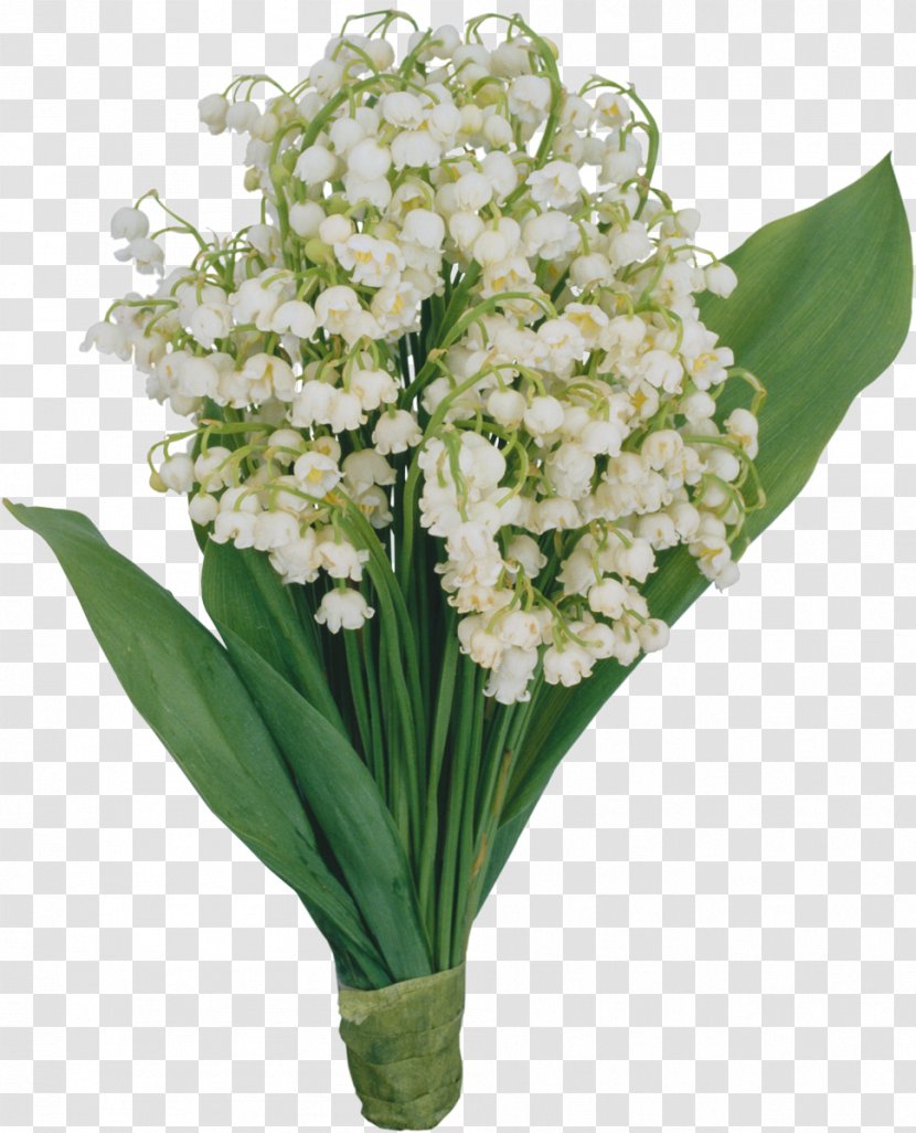 International Women's Day Holiday March 8 Ansichtkaart Woman - Flowering Plant - Lily Of The Valley Transparent PNG