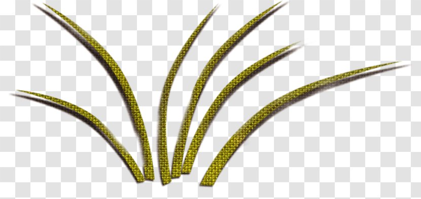 Leaf Grasses Plant Stem Green - Grass Transparent PNG