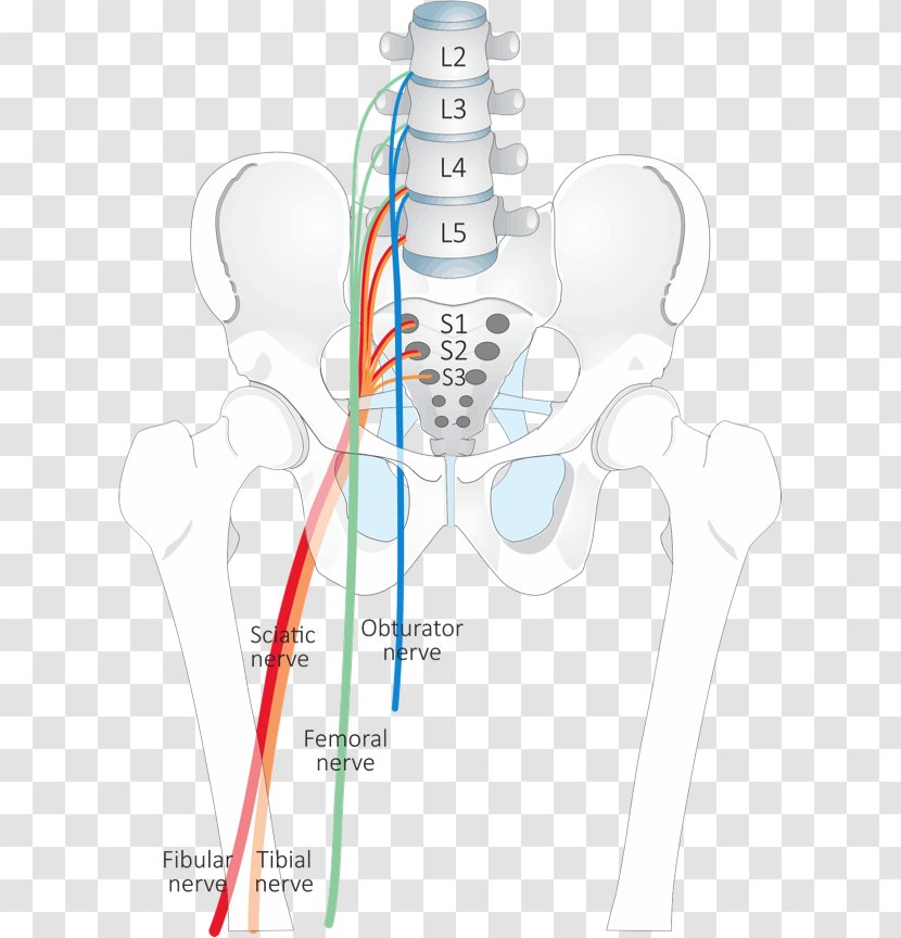 Dermatome Nerve Piriformis Syndrome Anatomy Facet - Tree - Manual Therapy Transparent PNG