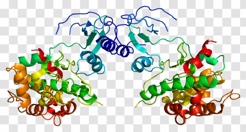 PAK4 Protein Gene Exon Integrin - Tree - Flower Transparent PNG