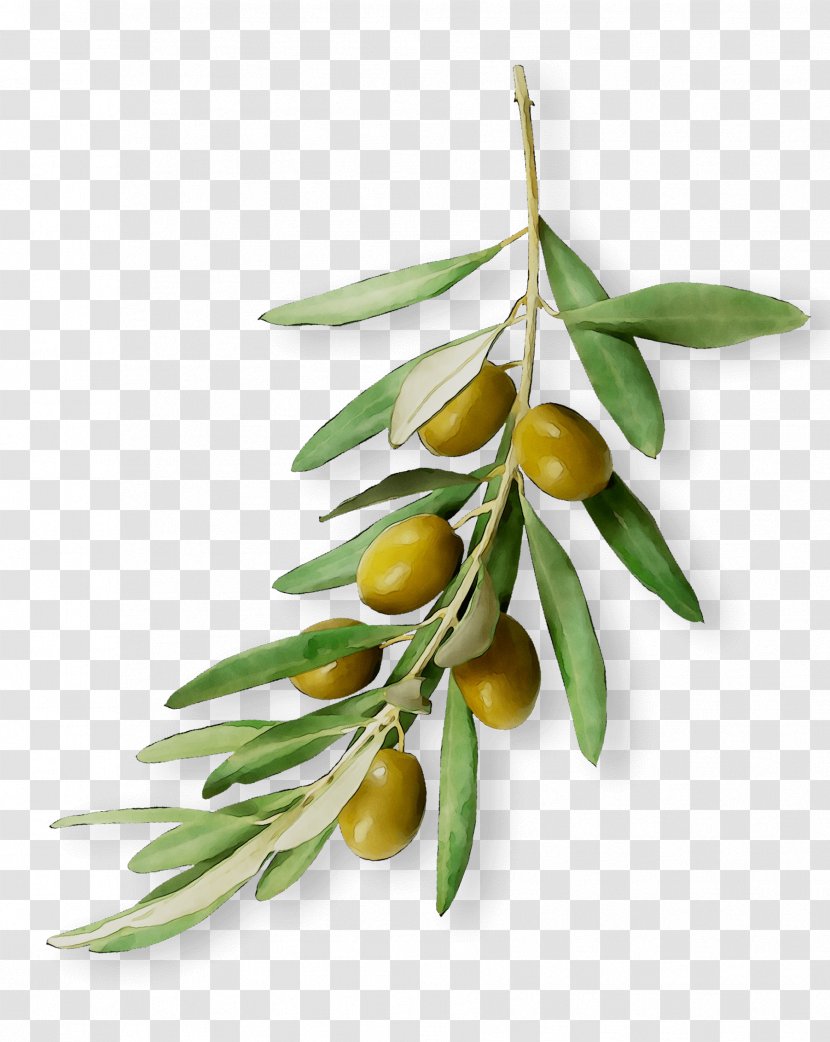 Fruit - Flowering Plant - Branch Transparent PNG