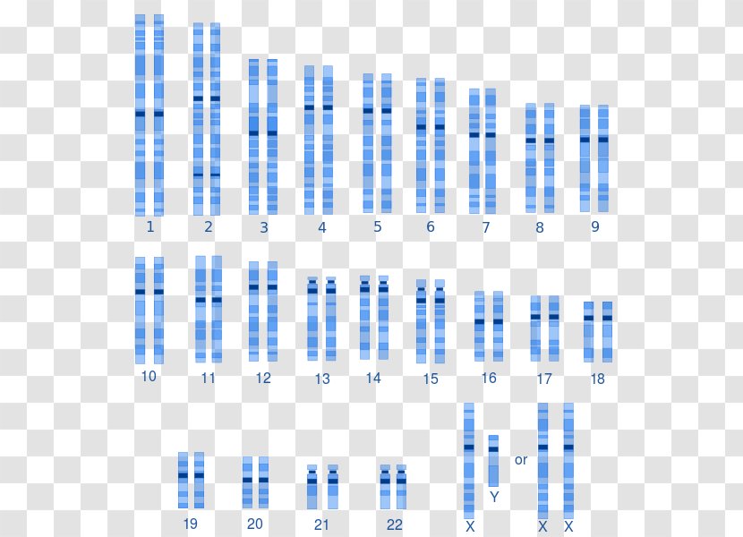 Karyotype Human Genetic Variation Genetics Variability Genome - Cartoon - Watercolor Transparent PNG