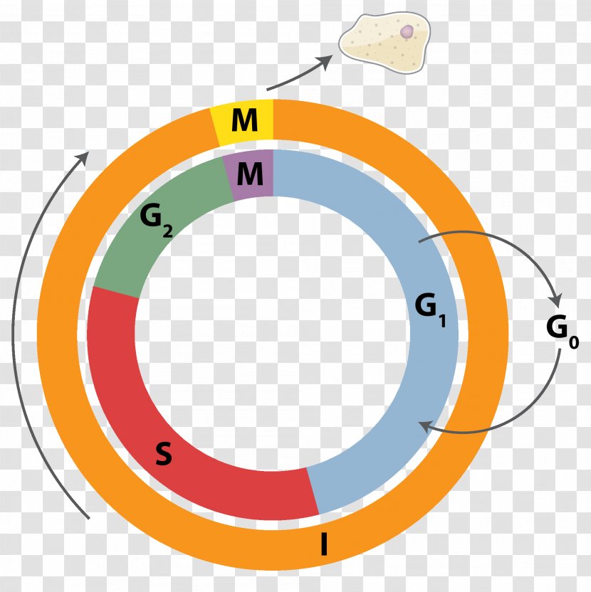 Cell Cycle Division Mitosis Interphase - Cyclindependent Kinase Transparent PNG